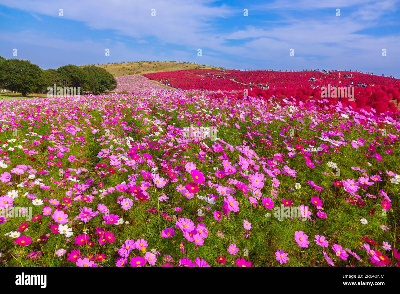 Blue sky and kochia and cosmos Stock Photo