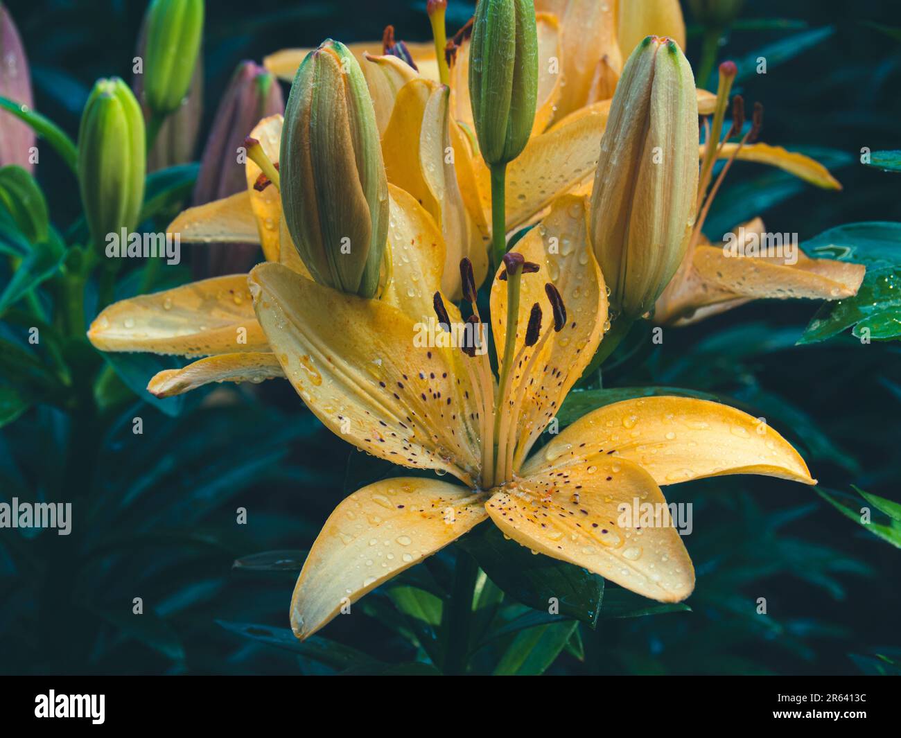 Bright yellow Asiatic lily flowers in garden background Stock Photo - Alamy