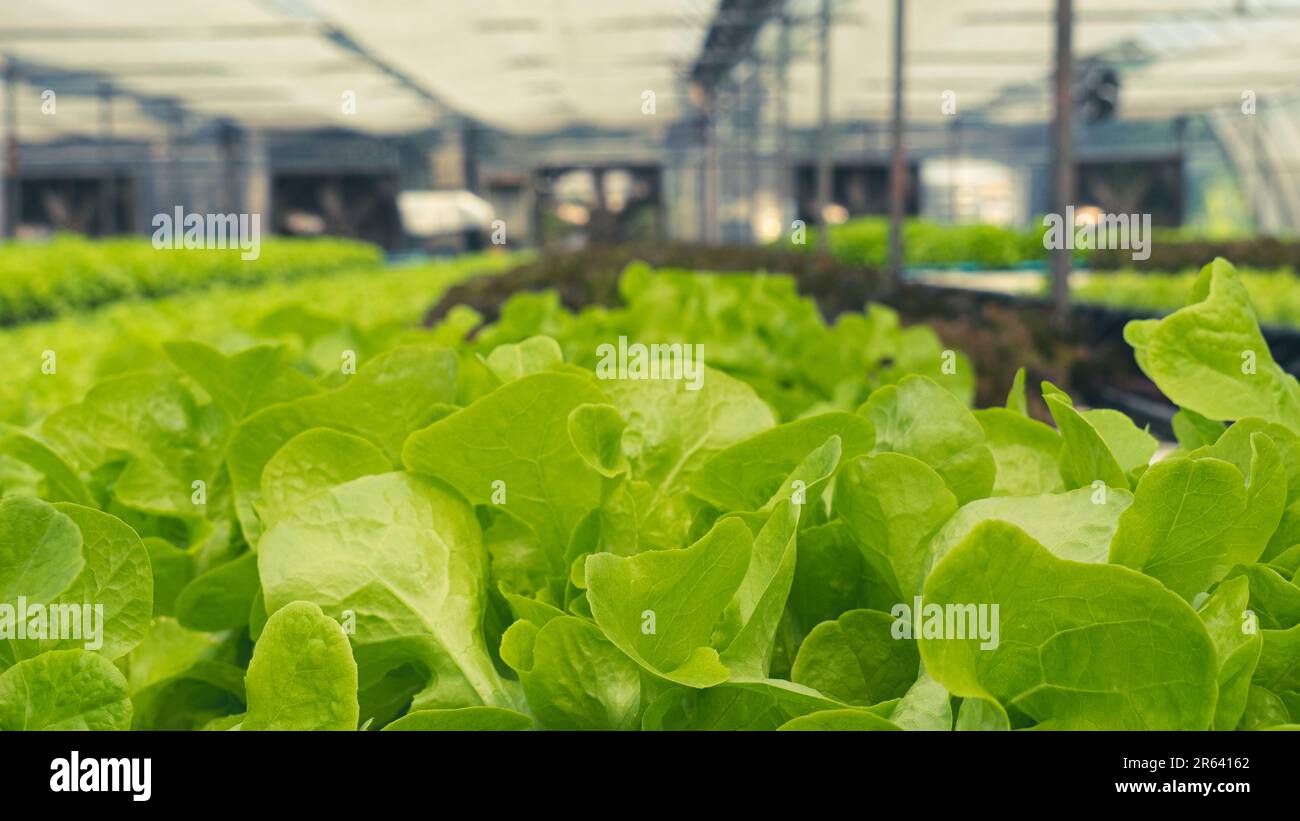 Butterhead Lettuce in controlled condition, hydroponics nursery farm