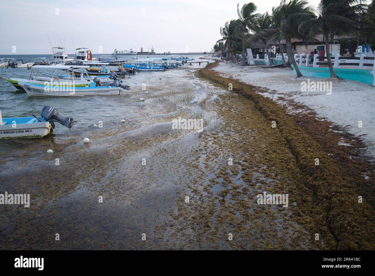 Sargassum on the beach at puerto morelos Yucatan Mexico Stock Photo Alamy