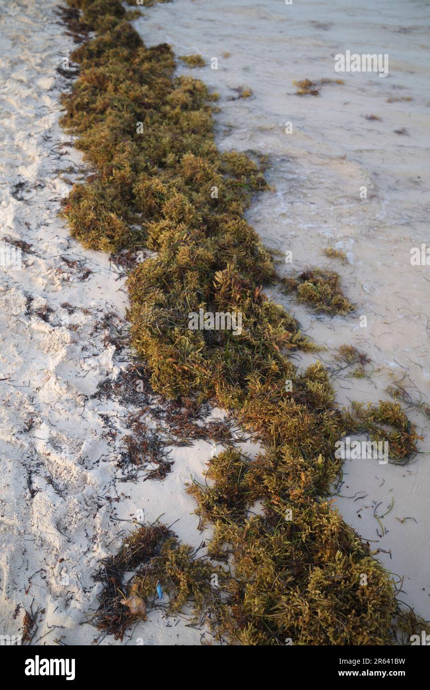 Sargassum on the beach at Puerto Moreloss Yucatan Mexico Stock Photo