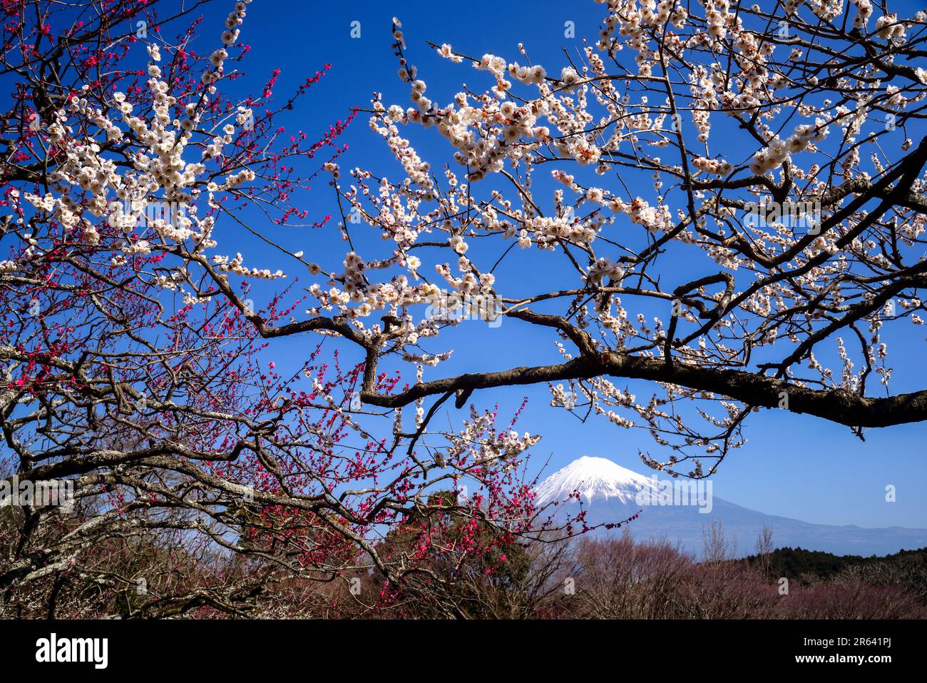 Iwamoto Mountain Park plums and Mount Fuji Stock Photo Alamy