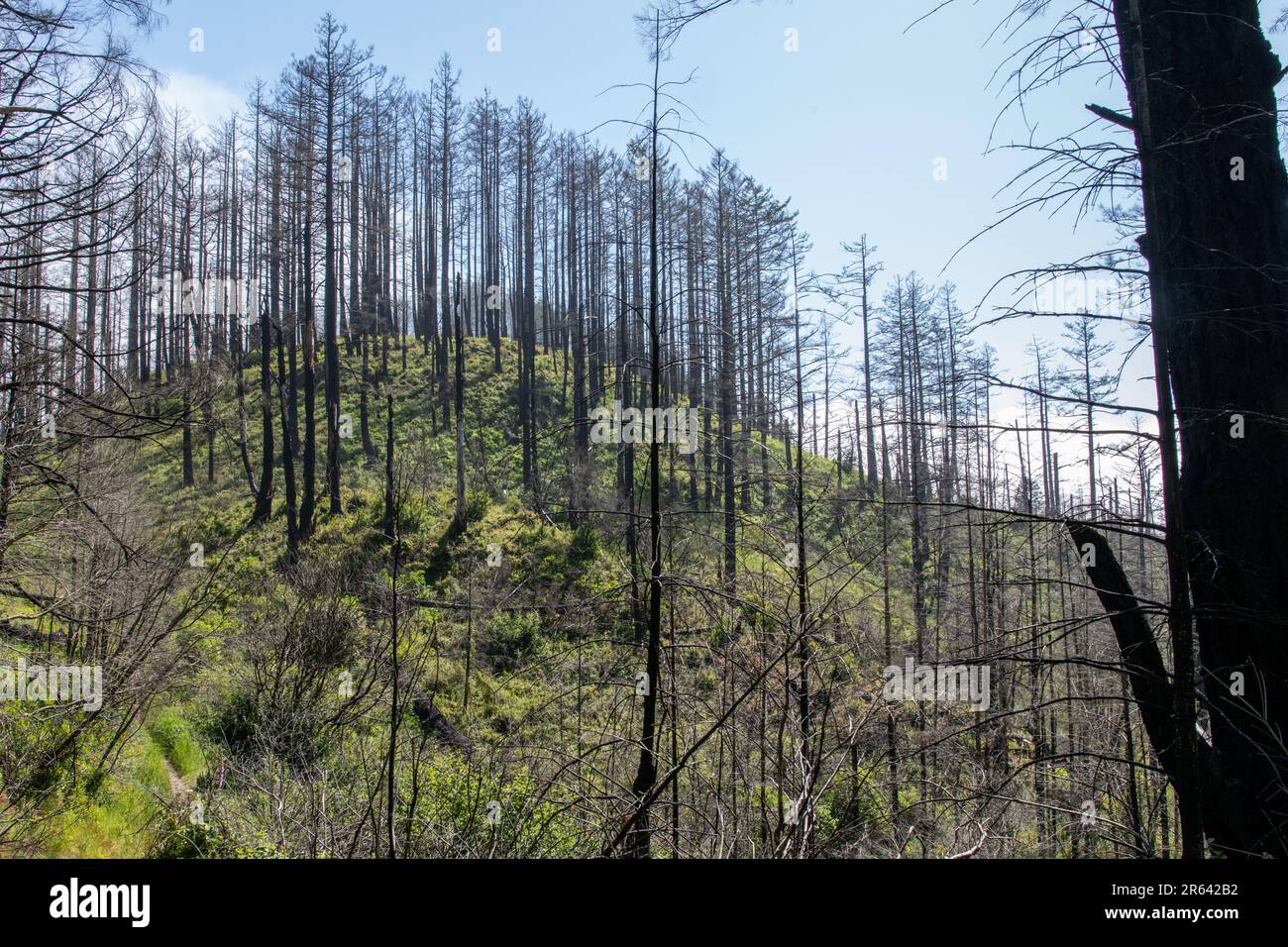 The charred landscape of Point Reyes National Seashore in California a ...