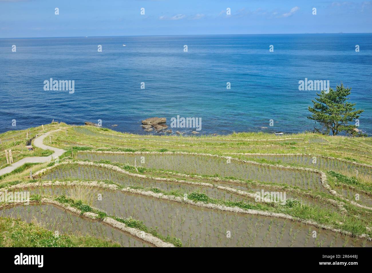Shiroyone Senmaida Stock Photo