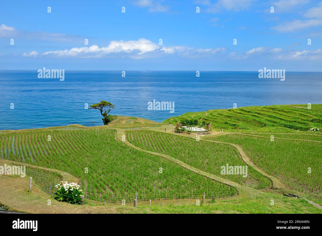 Shiroyone Senmaida Stock Photo