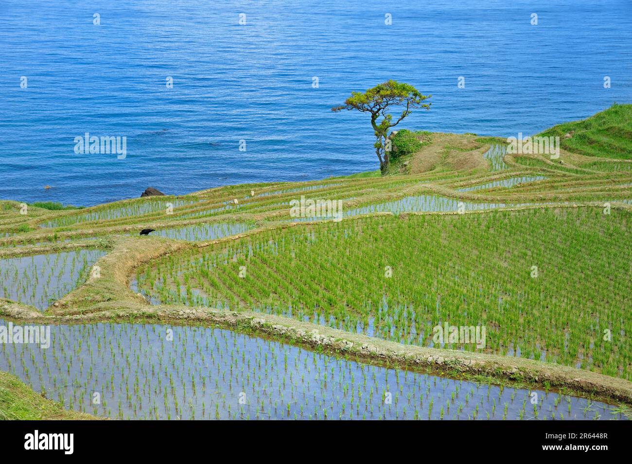 Shiroyone Senmaida Stock Photo