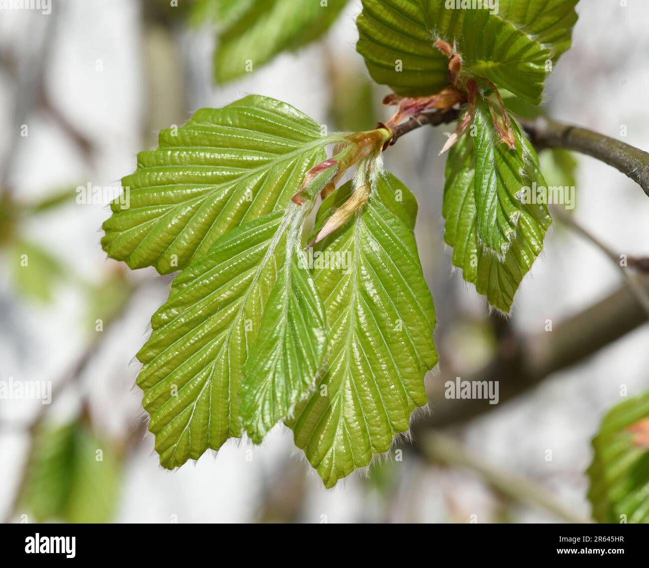 Buche, Fagus sylvatica , ist ein Laubbaum der oft in unseren Waeldern vorkommt.  Sie ist ein maechtiger Baum und sein Holz ist ein wichtiger Nutzholz Stock Photo