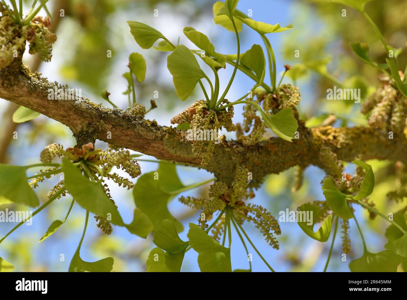 Ginkgo biloba oder Ginko ist eine in China heimische, heute weltweit ...