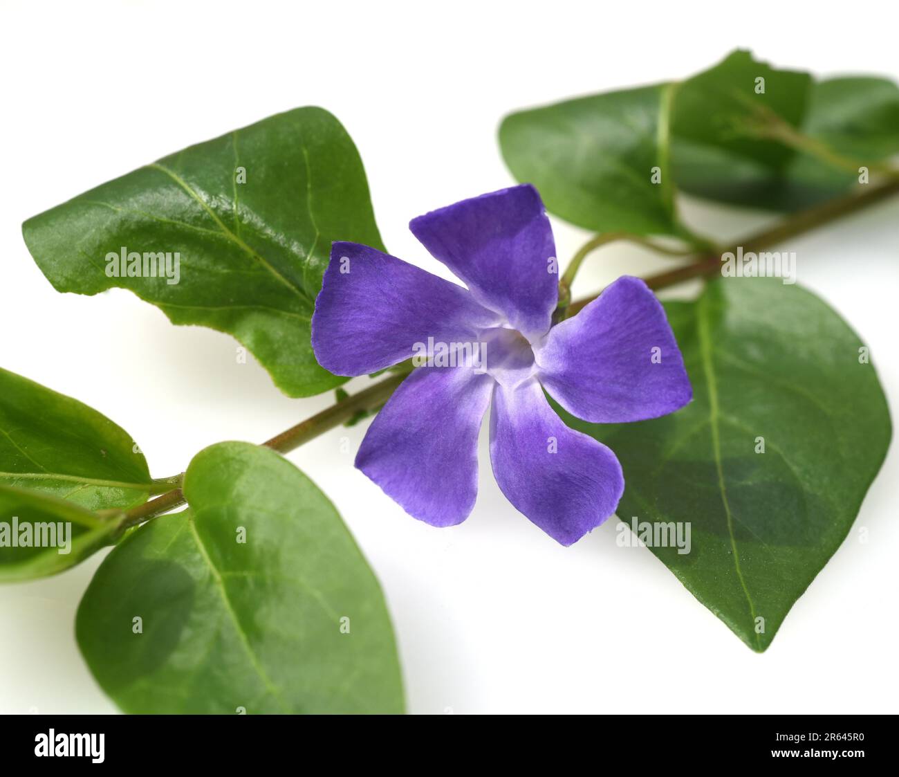 Immergruen, Vinca major, ist eine wichtige Heilpflanze mit blauen  Blueten und wird auch als Bodendecker verwendet. Periwinkle, Vinca major, is an imp Stock Photo