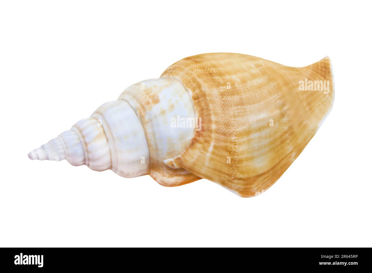 Seashell isolated on white background Stock Photo