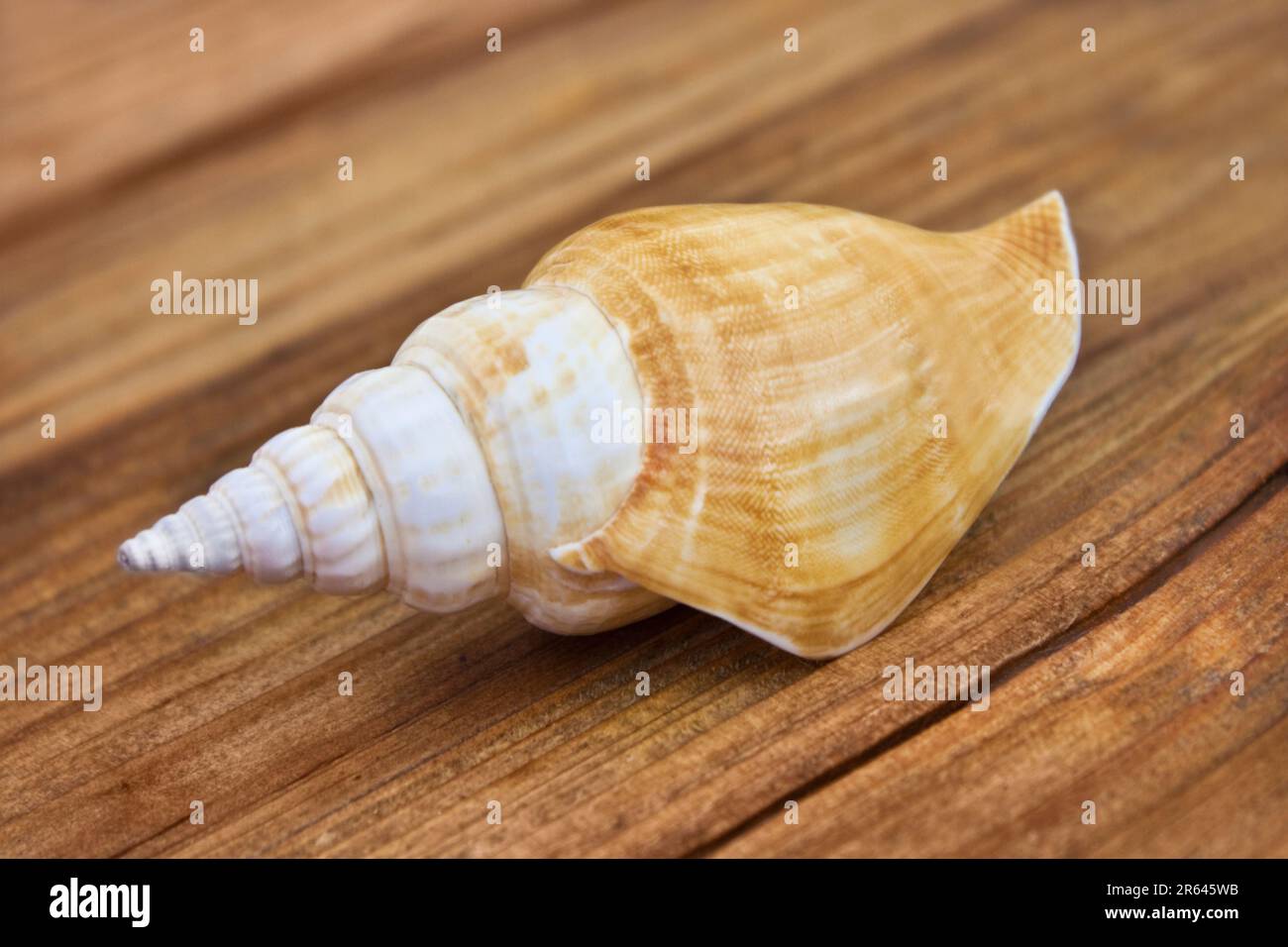 Seashell on wooden background close up Stock Photo