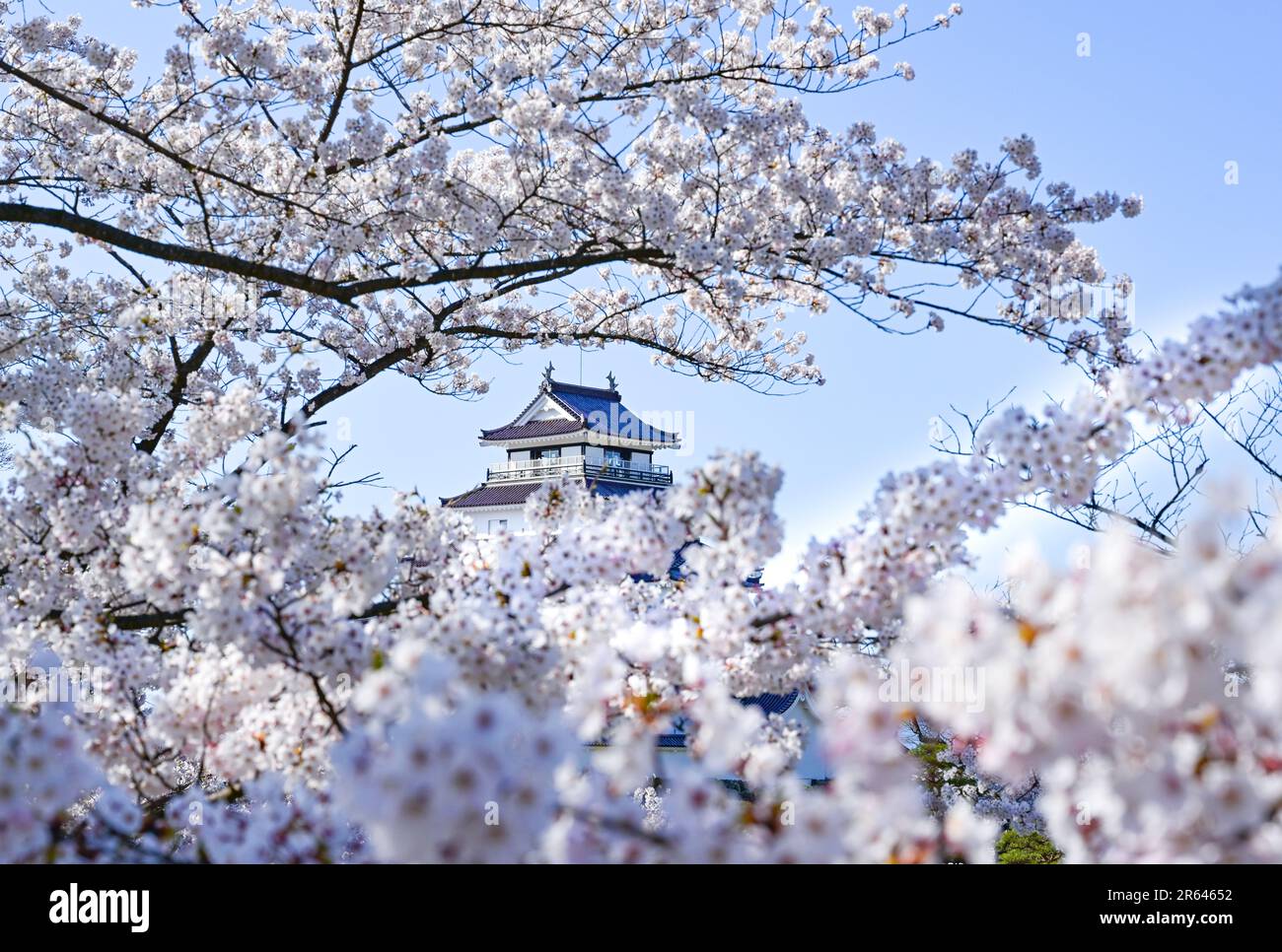 Tsurugajo Castle and cherry blossoms in full bloom Stock Photo