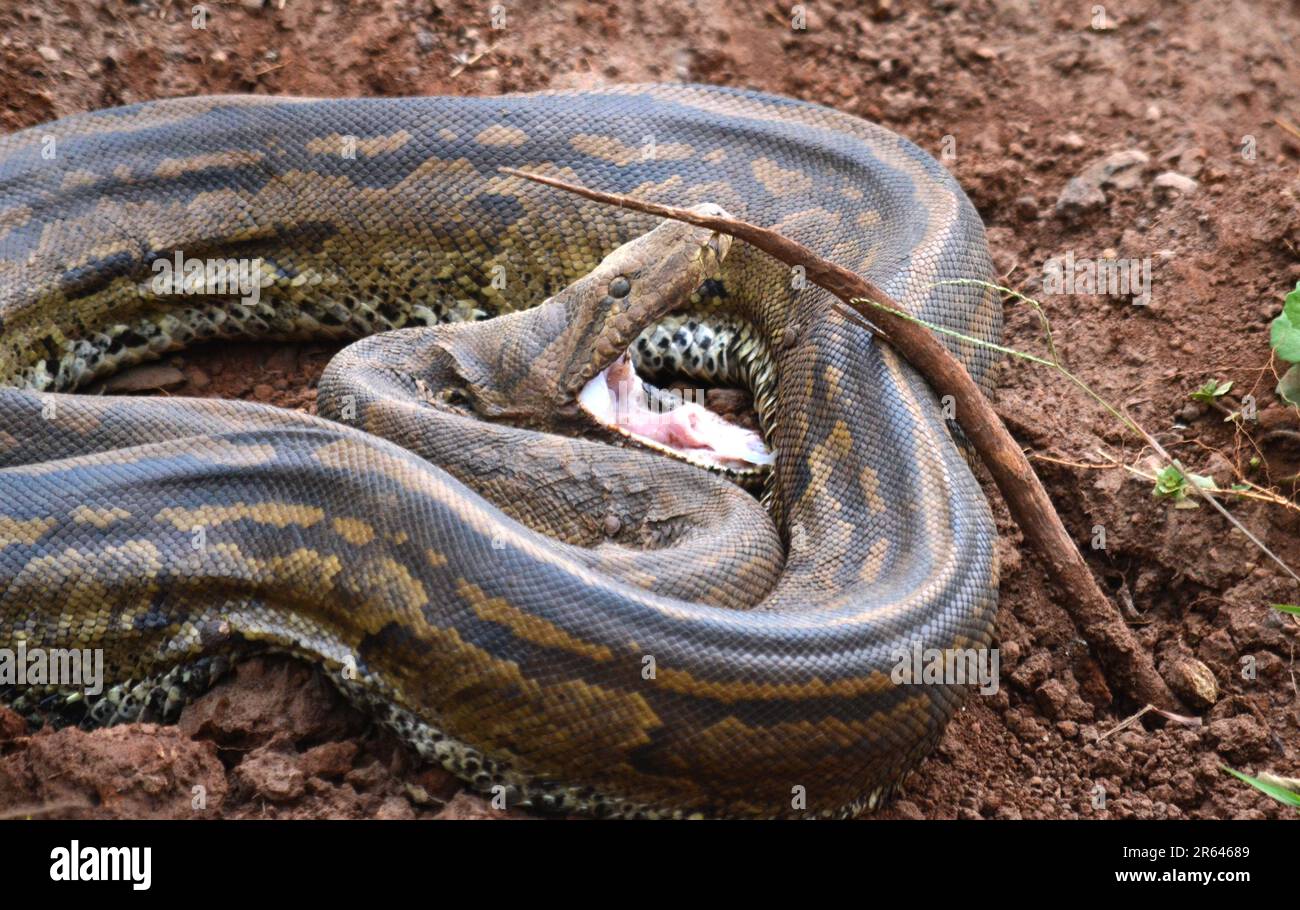 African Rock Python Stock Photo