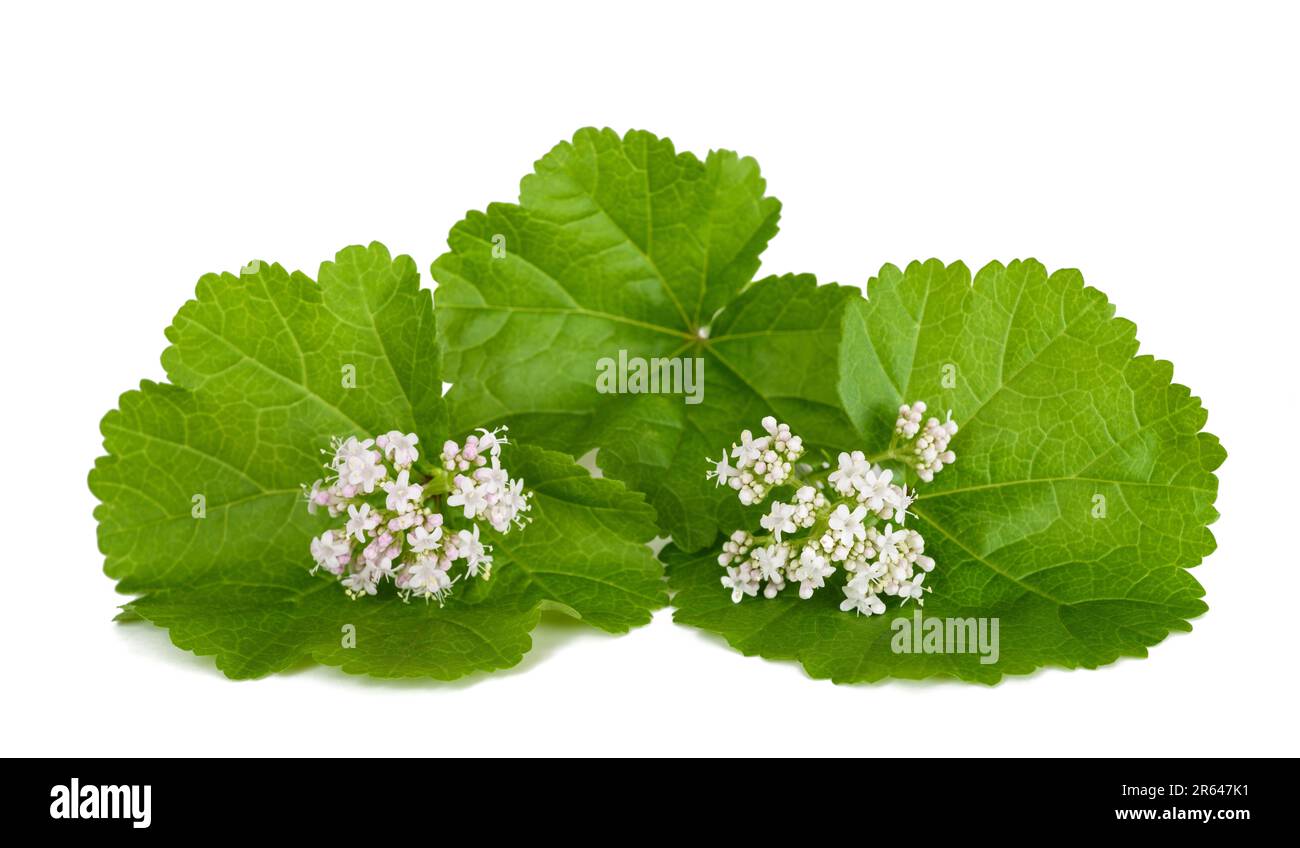 Valerian flowers with  mallow leaves isolated on white background Stock Photo