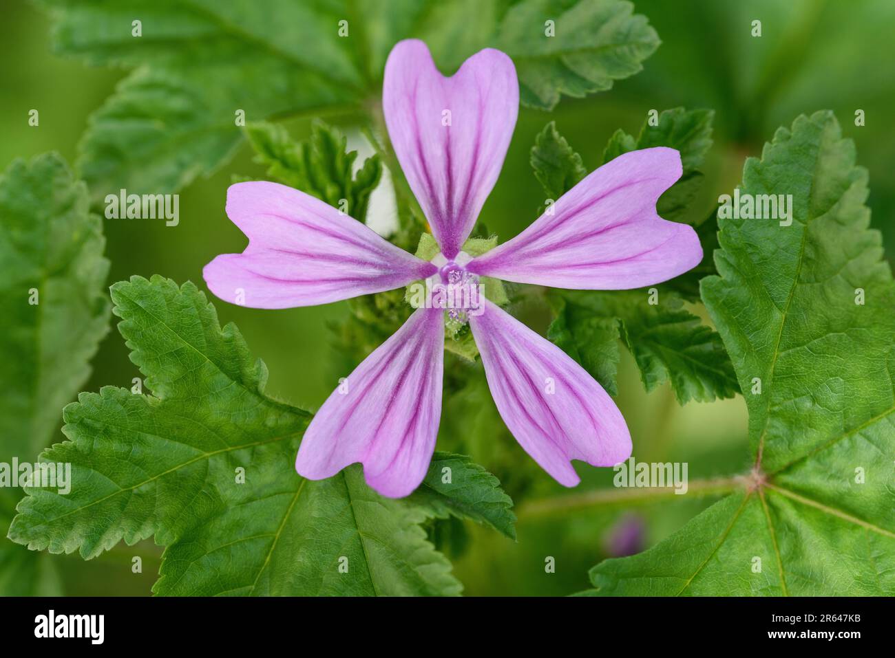 Mallow flower in the garden  on leaves background Stock Photo