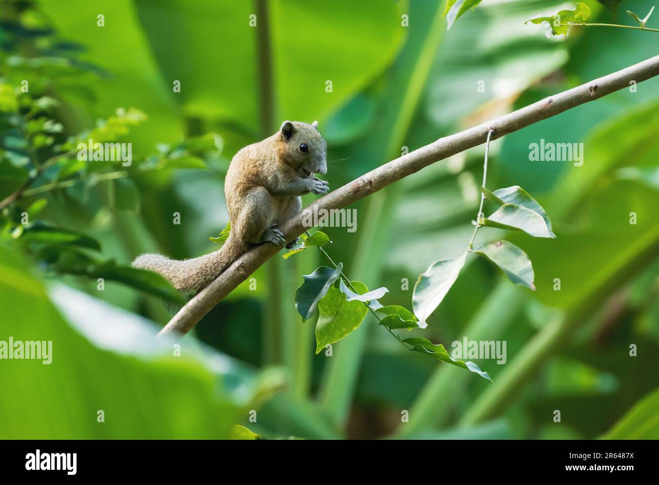 Happy looking Grey-bellied squirrel on a branch, Callosciurus caniceps, in a banana plantation, Thailand Stock Photo