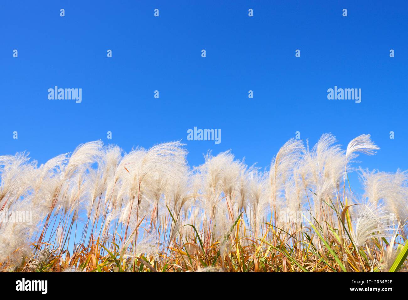 Blue sky and ears of silver grass Stock Photo