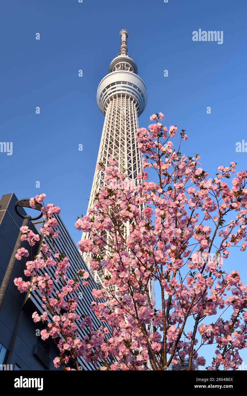 Tokyo Sky Tree and Yaezakura Cherry Blossoms Stock Photo Alamy