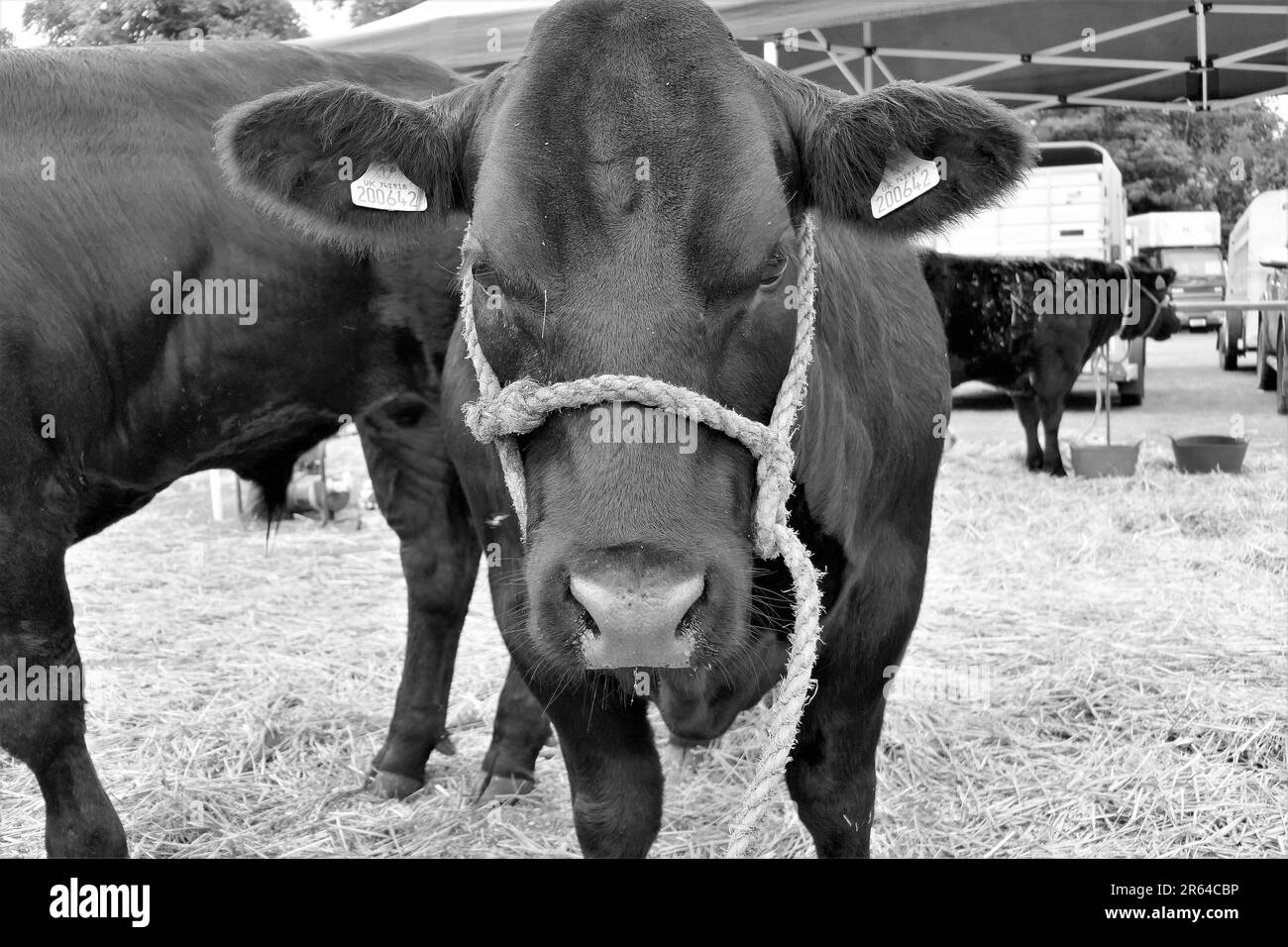 Farmer uk cow Black and White Stock Photos & Images - Alamy