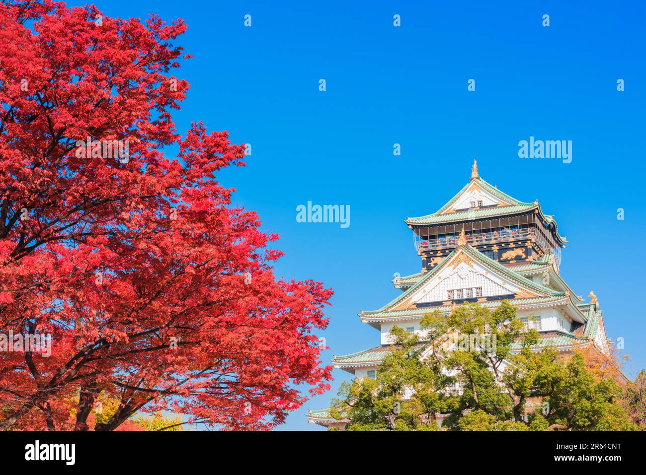 Osaka Castle and autumn leaves Stock Photo