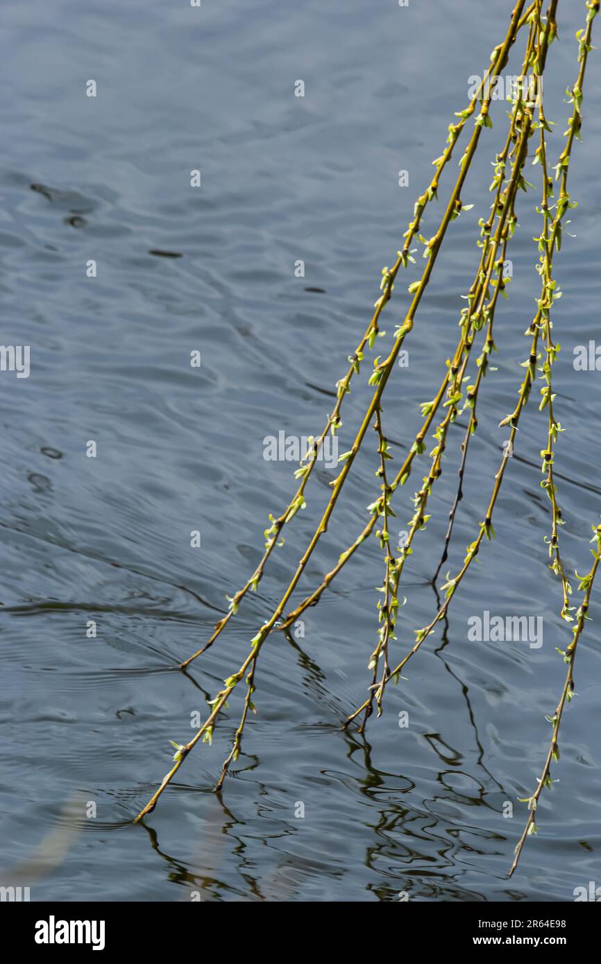 Photos of yellow buds and willow leaves this spring on the background of water. Stock Photo