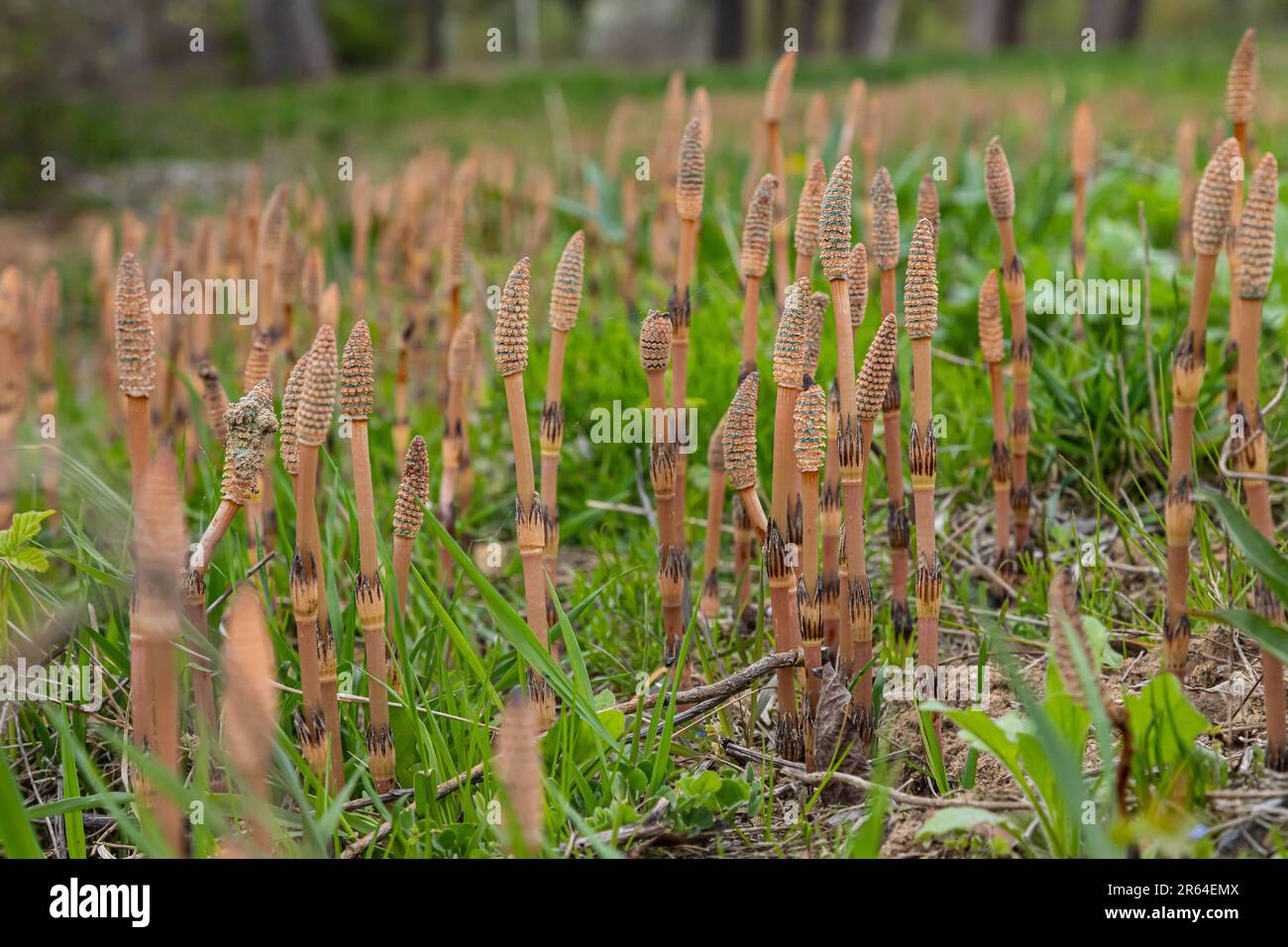 Equisetum arvense, the field horsetail or common horsetail, is an