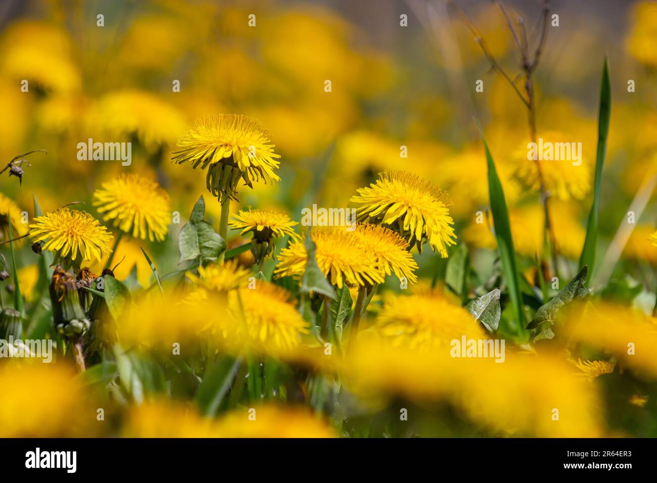 Dandelion Taraxacum officinale as a wall flower, is a pioneer plant and survival artist that can also thrive on gravel roads. Beautiful Taraxacum flow Stock Photo