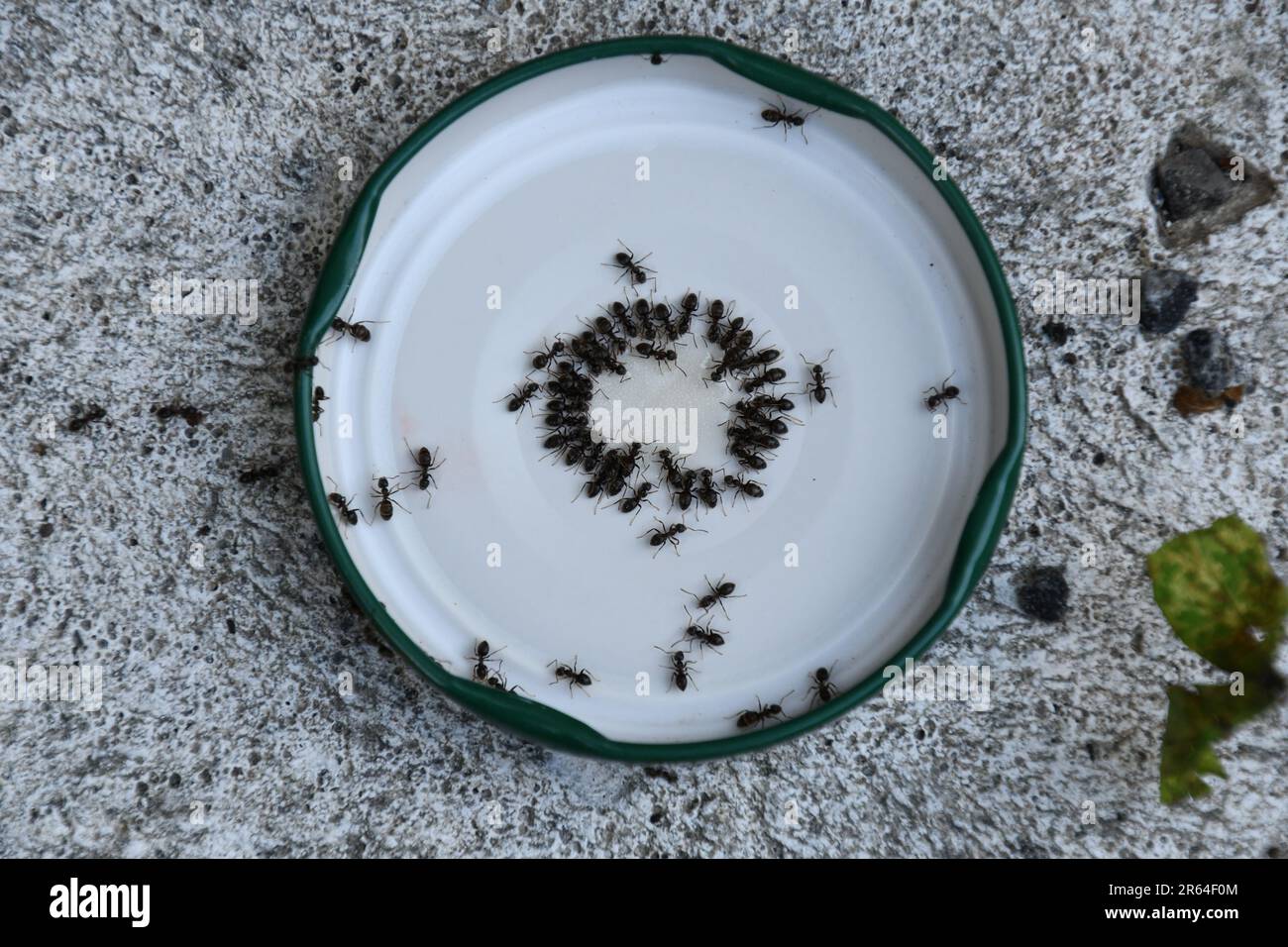 Ants eating sugar water in a jam jar lid on a hot day Stock Photo