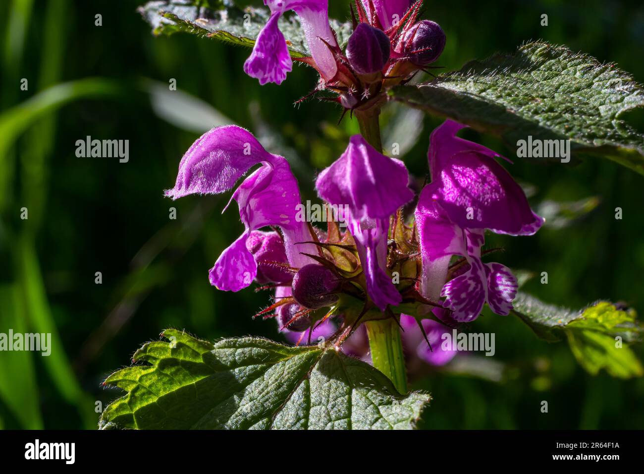 Deaf nettle blooming in a forest, Lamium purpureum. Spring purple flowers with leaves close up. Stock Photo