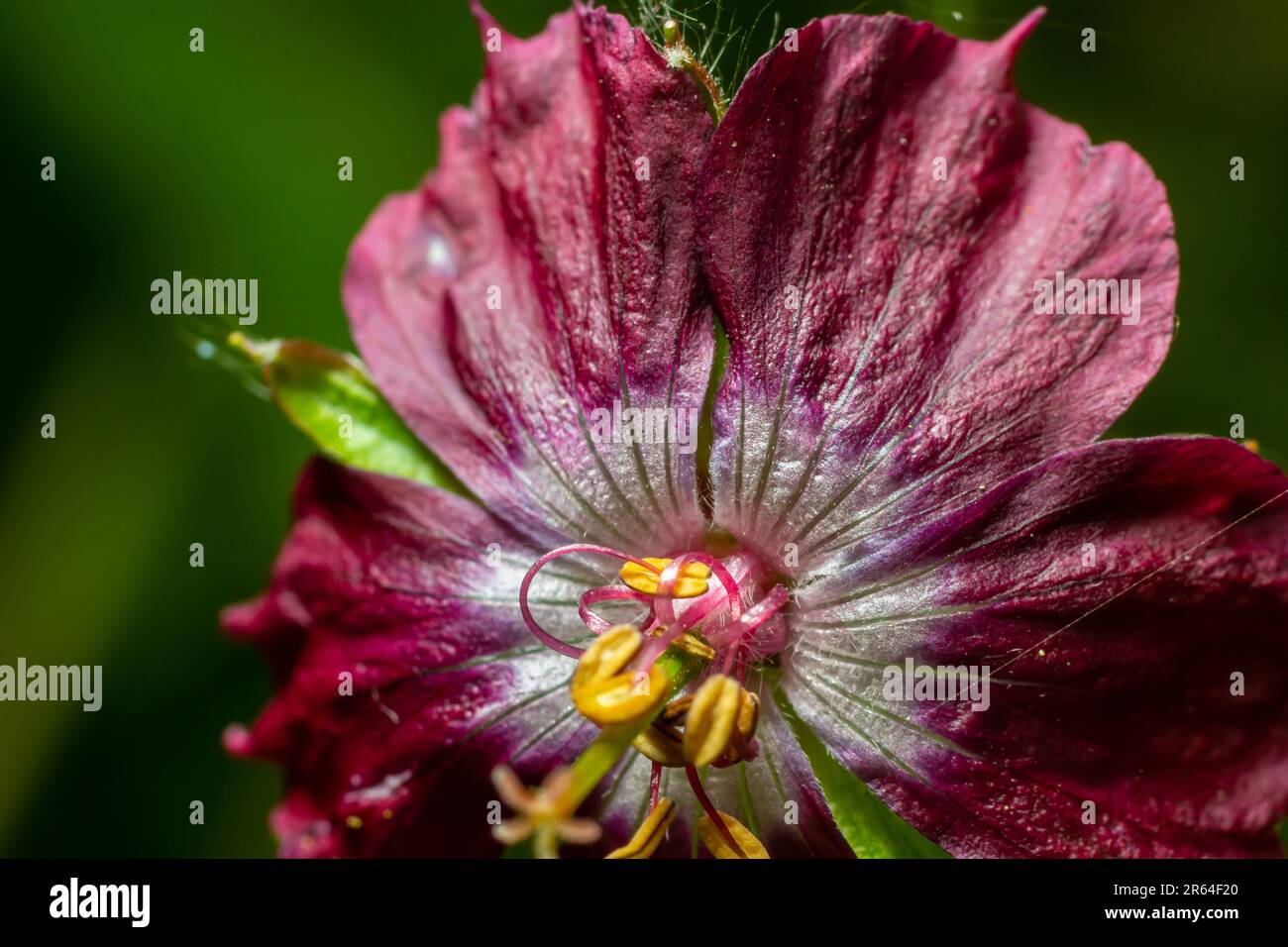 Dusky yellow flower hi-res stock photography and images - Alamy