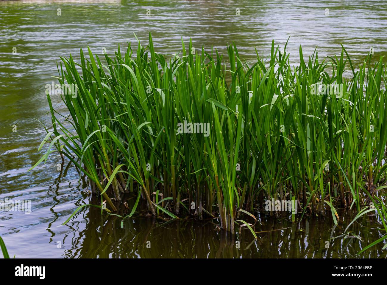 Water plants corn dog grass beside the river. Typha latifolia is also known as reed flower