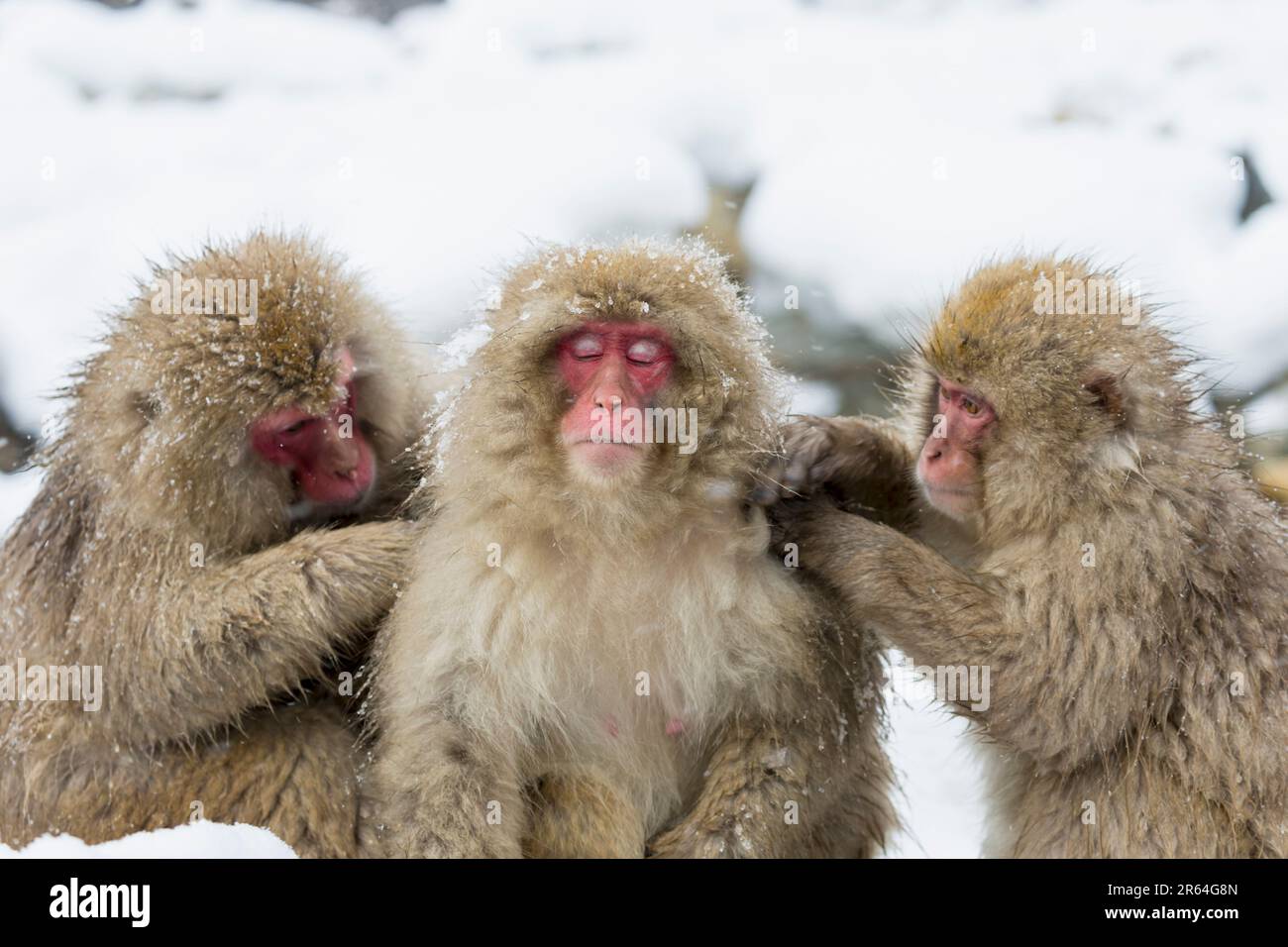A Japanese monkey grooming itself Stock Photo