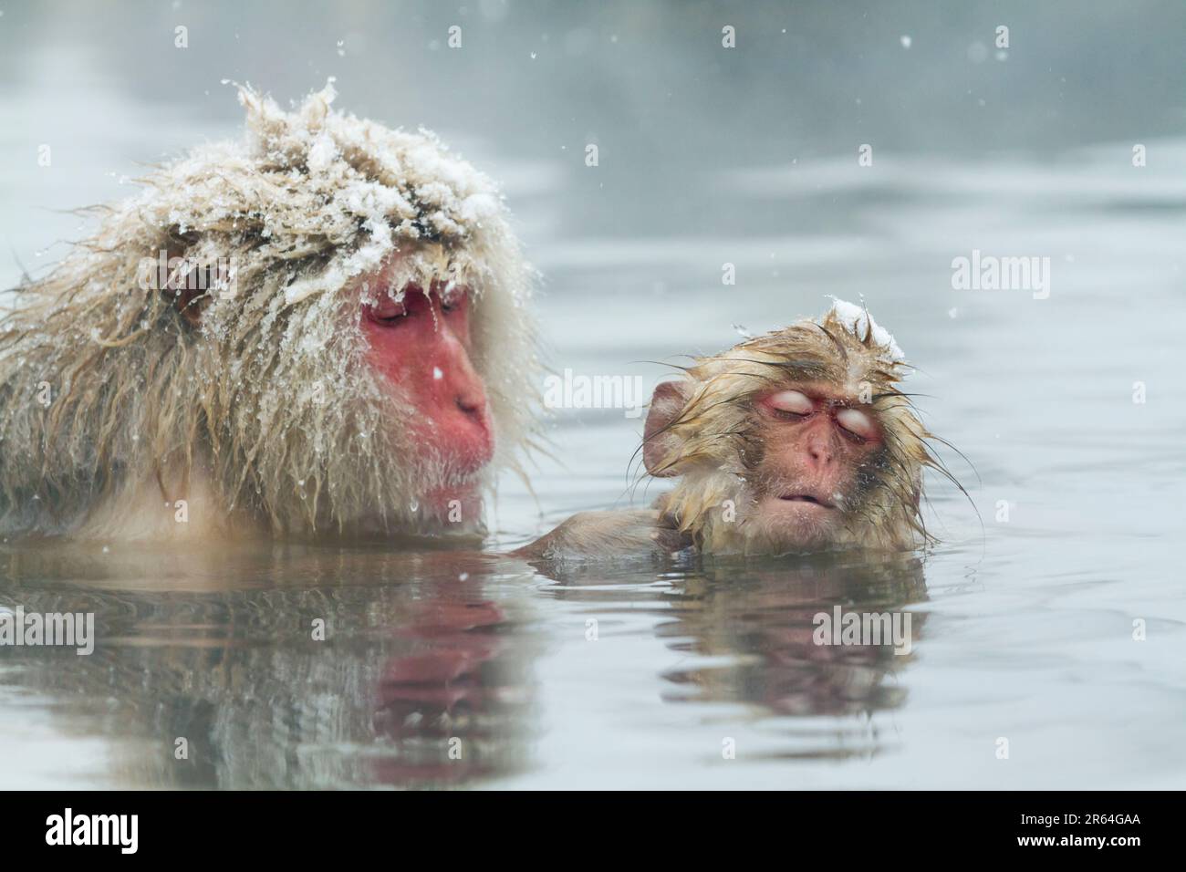A parent and child grooming themselves in a hot spring Stock Photo