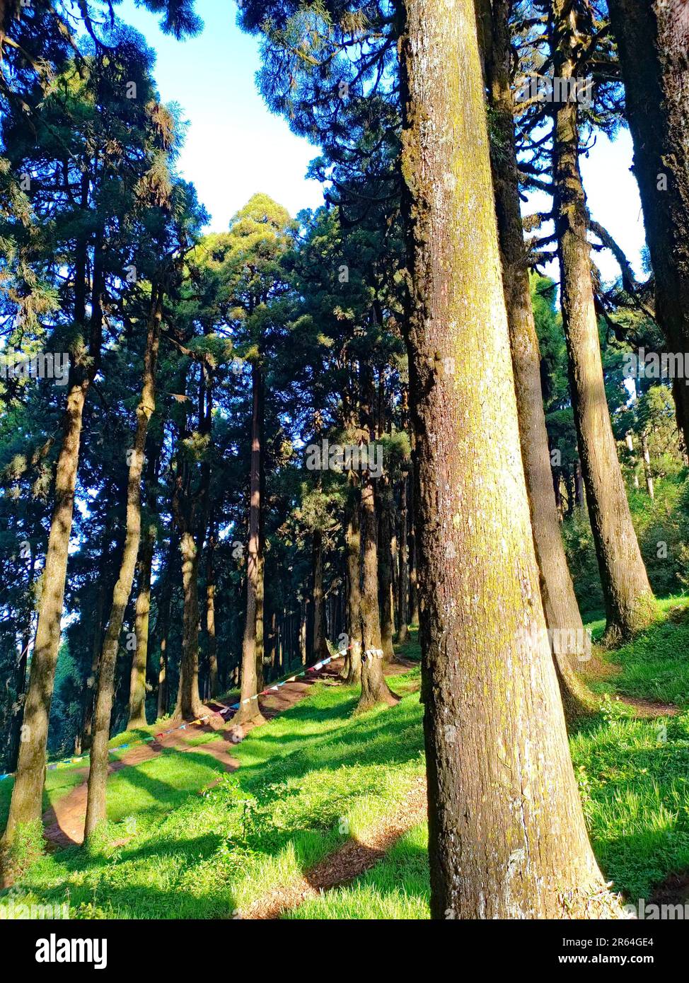 pine forest in a clear sunny bright day Stock Photo - Alamy