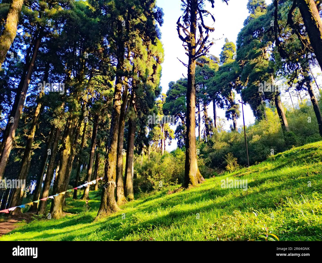 pine forest in a clear sunny bright day Stock Photo - Alamy