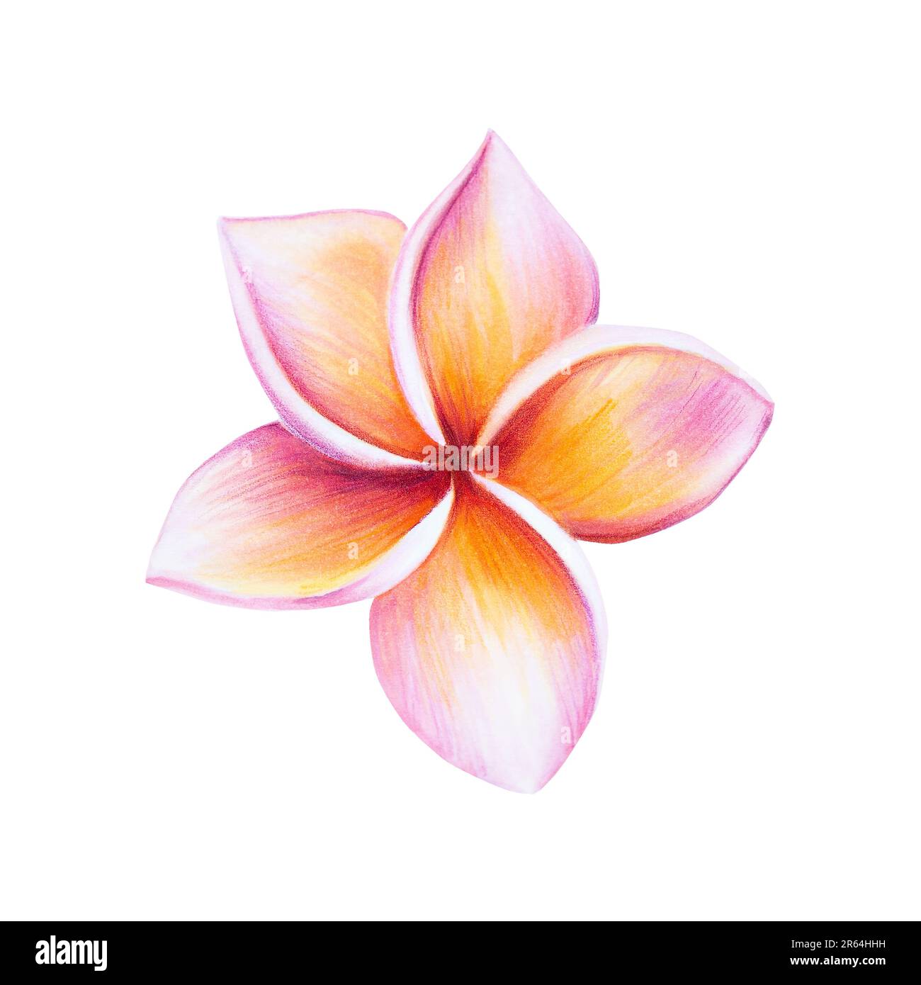 Plumeria Flower. Drawing And Sketch With Black And White Line-art. Royalty  Free SVG, Cliparts, Vectors, and Stock Illustration. Image 89404830.