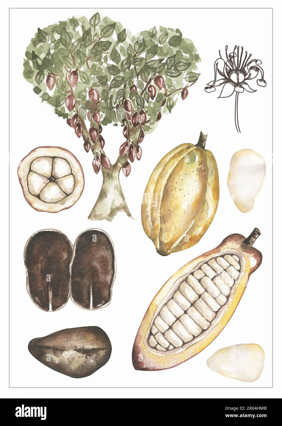 Watercolor vintage life cycle poster with cacao pod and leaves. Old