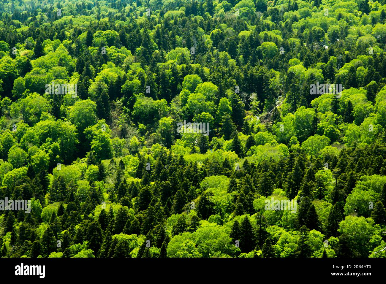 Beech tree in early summer hi-res stock photography and images - Alamy