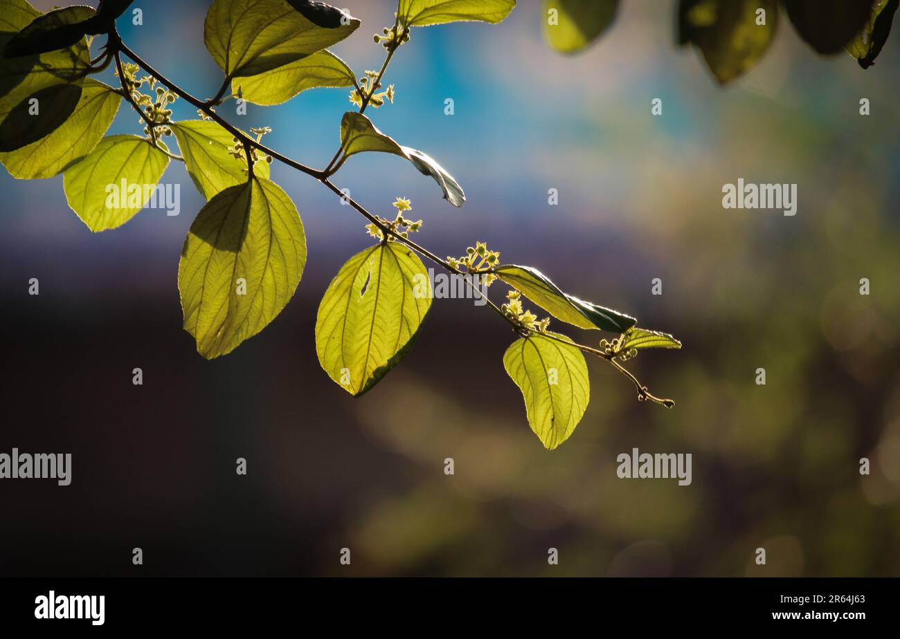 nice yellow green Foliage of Jujube tree. Nice leaves background. For
