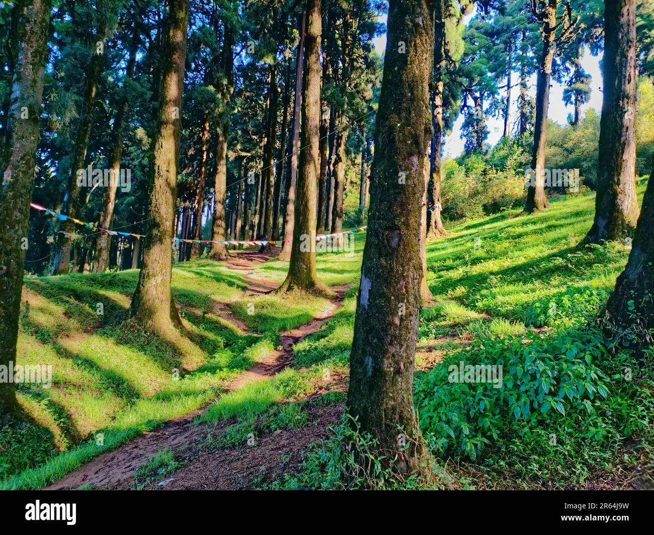 pine forest in a clear sunny bright day Stock Photo - Alamy