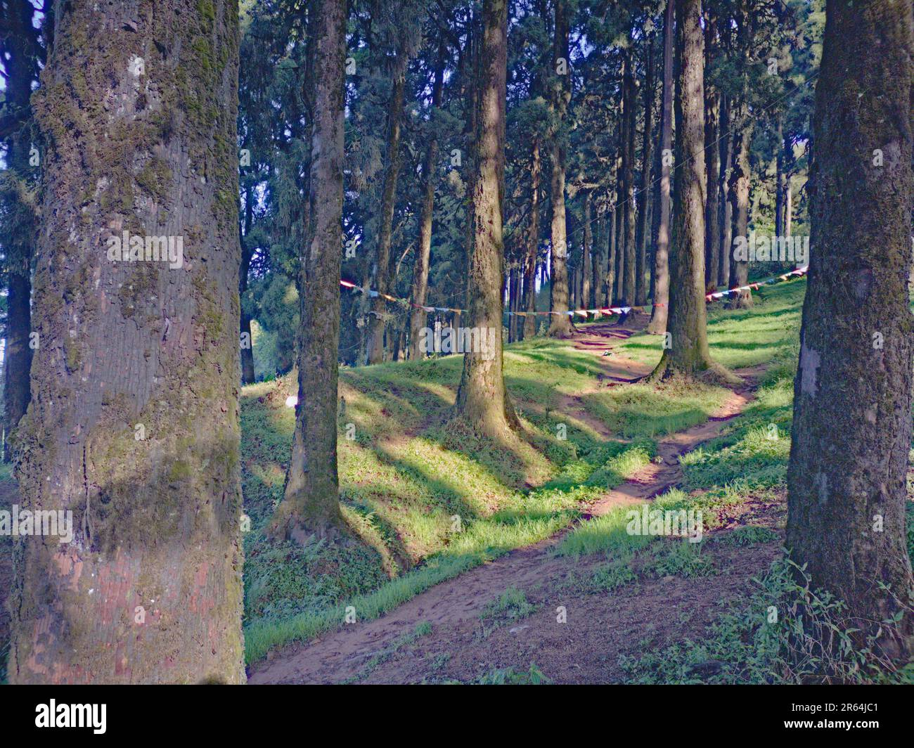 pine forest in a clear sunny bright day Stock Photo - Alamy