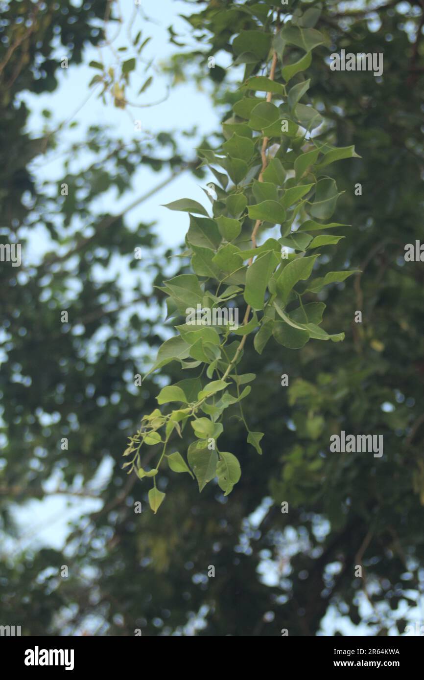 Indian rosewood, Dalbergia sissoo, shisham Stock Photo