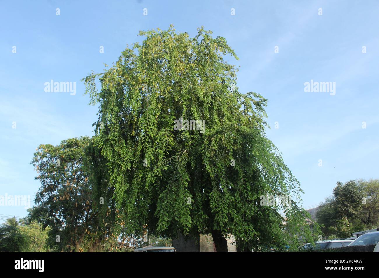 Indian rosewood, Dalbergia sissoo, shisham Stock Photo