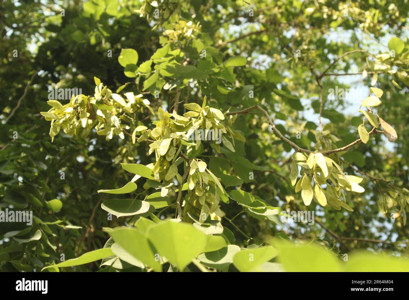 Indian rosewood, Dalbergia sissoo, shisham Stock Photo
