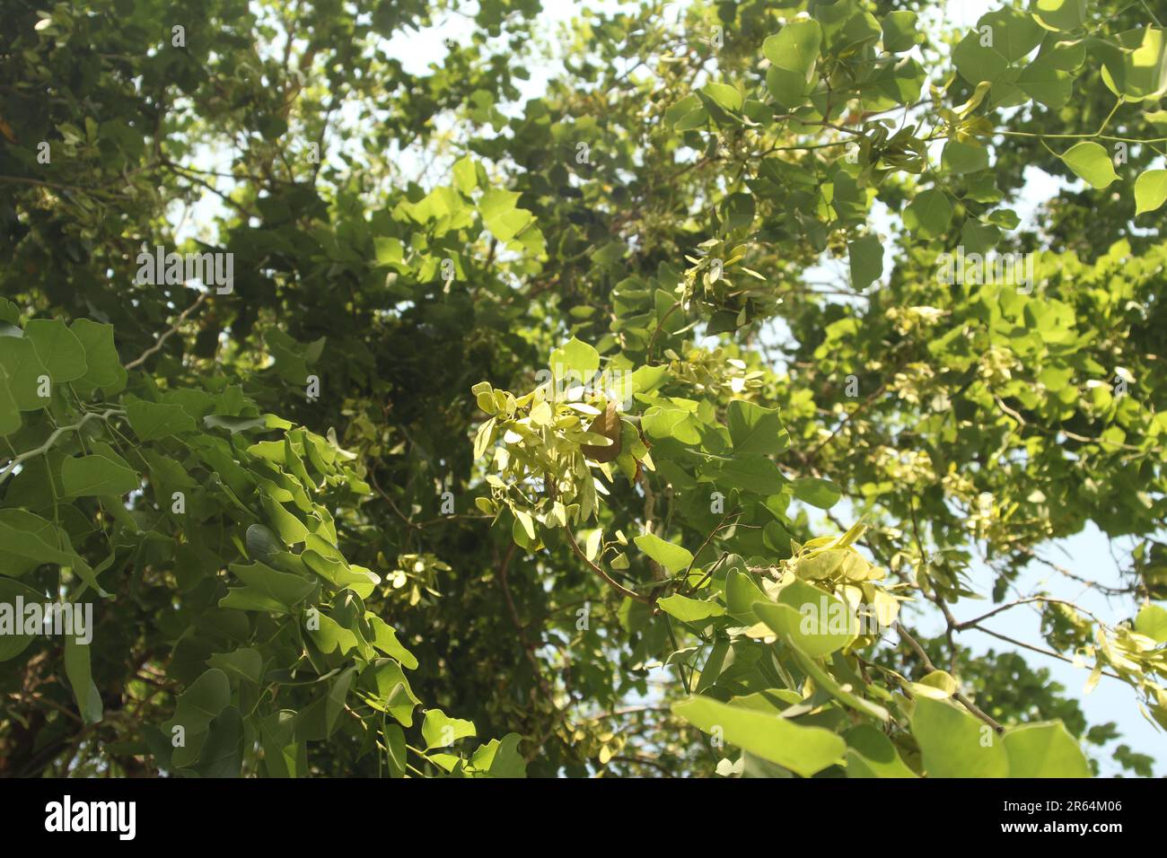 Indian rosewood, Dalbergia sissoo, shisham Stock Photo