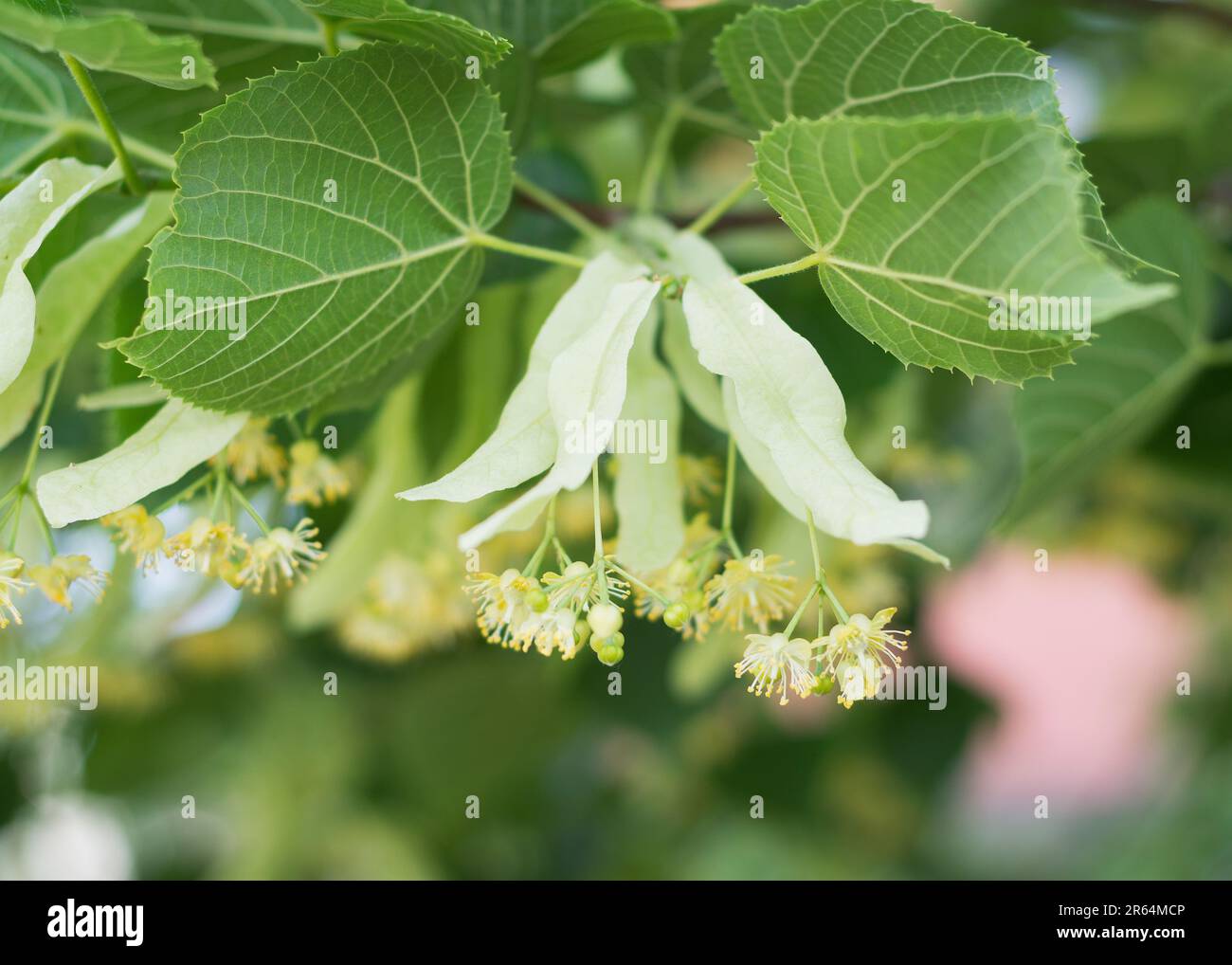 Lime yellow flower of Tilia cordata tree 3 Stock Photo Alamy