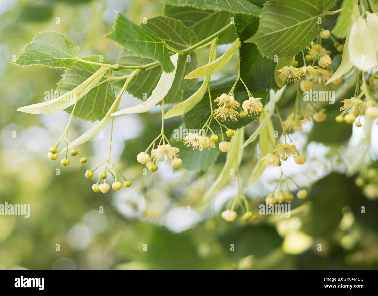 Lime yellow flower of Tilia cordata tree Stock Photo Alamy
