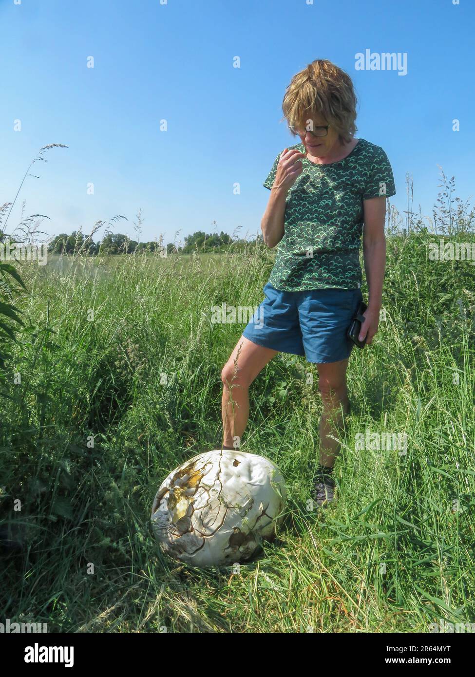 Netherlands - Giant puffball or Calvatia gigantea is a puffball mushroom found in meadows, fields and deciduous forests in late summer. Stock Photo