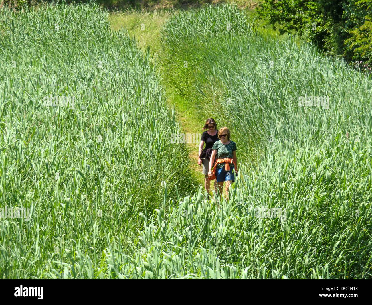 Netherlands; two women are hiking through a corn field Stock Photo - Alamy