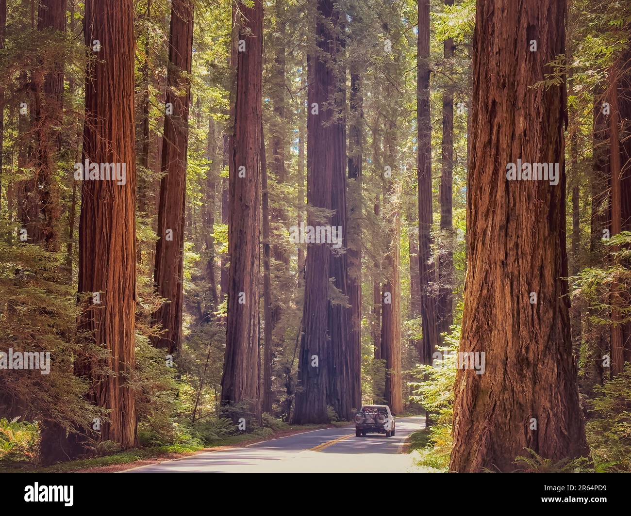 A car driving down a scenic winding road in a lush forest Stock Photo ...